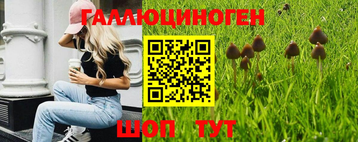 Псилоцибиновые грибы Psilocybine cubensis  купить   Курчатов  Вход с VPN 
